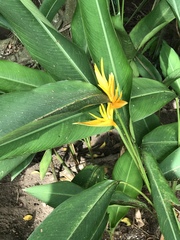 Heliconia psittacorum