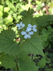 Alliaria petiolata