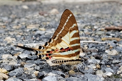 Graphium aristeus