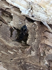 Heteroptera