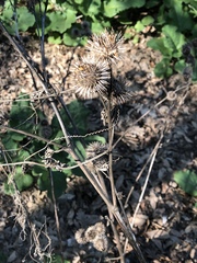 Arctium lappa