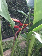 Heliconia