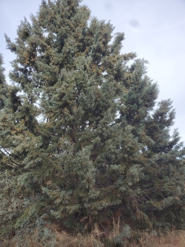 Smooth Arizona cypress (Hesperocyparis glabra)