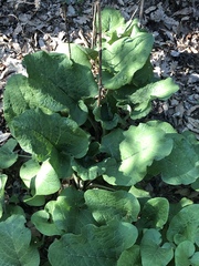 Arctium lappa