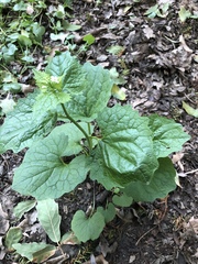 Alliaria petiolata