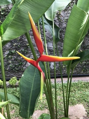 Heliconia