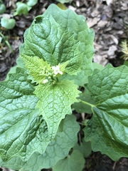 Alliaria petiolata