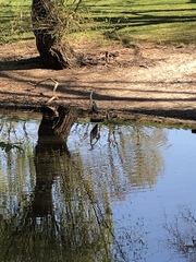 Ardea cinerea