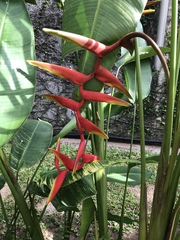 Heliconia