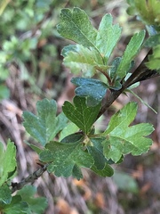 Crataegus monogyna