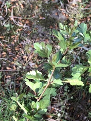 Crataegus monogyna