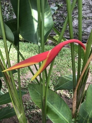 Heliconia