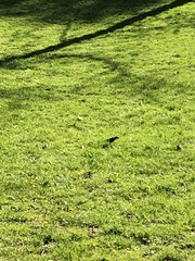 Sturnus vulgaris