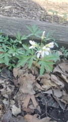 Cardamine concatenata