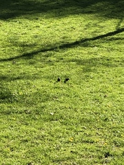 Sturnus vulgaris