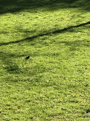 Sturnus vulgaris