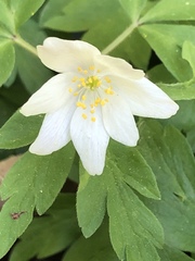 Anemonoides nemorosa