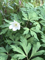 Anemonoides nemorosa