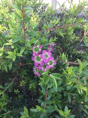 Magnoliopsida