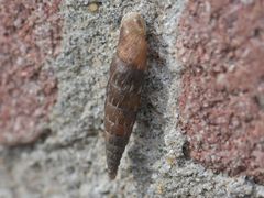 Alinda biplicata