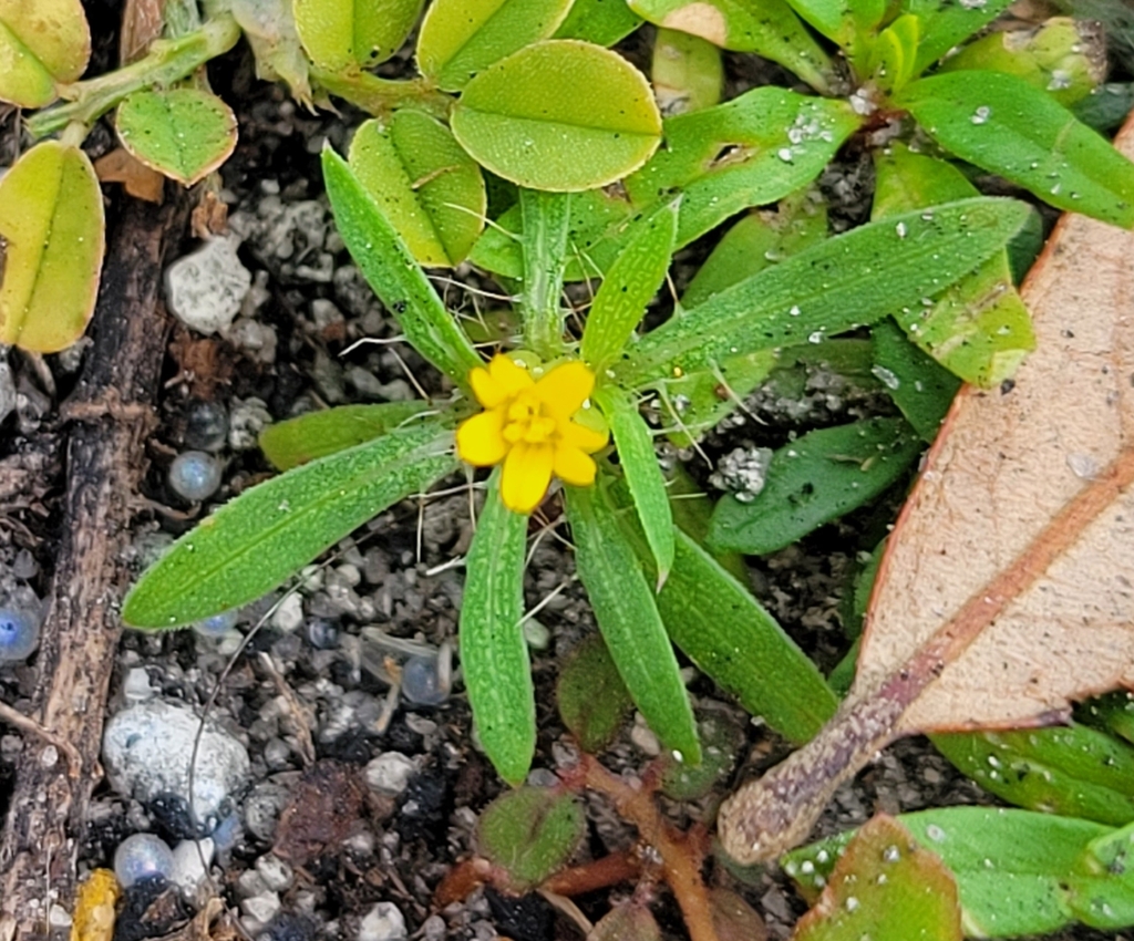 Foto de Carrapicho-de-agulha