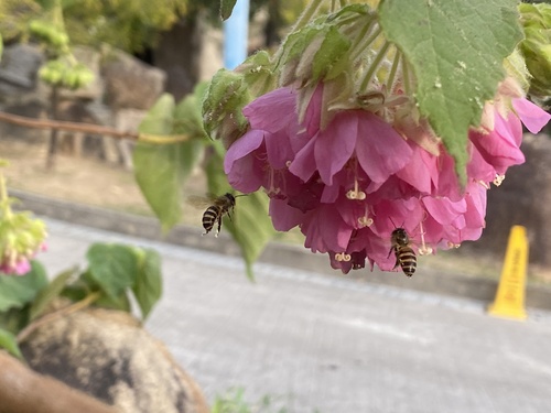 Foto de Dombéia