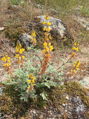 Lupinus citrinus