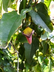 Aristolochia sempervirens