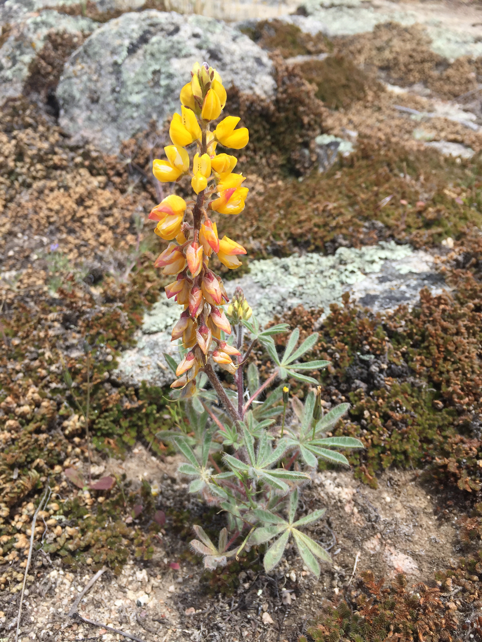 Lupinus citrinus