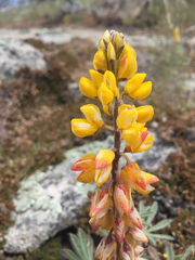 Lupinus citrinus