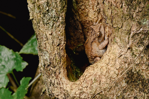 Temple Tree Frog, photo 6 of 8