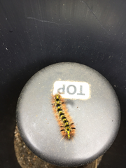 Lophocampa argentata