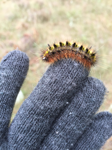 iNaturalist observation photo of Silver-spotted Tiger Moth