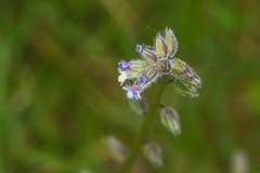 Myosotis discolor