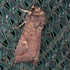Proteuxoa hydraecioides