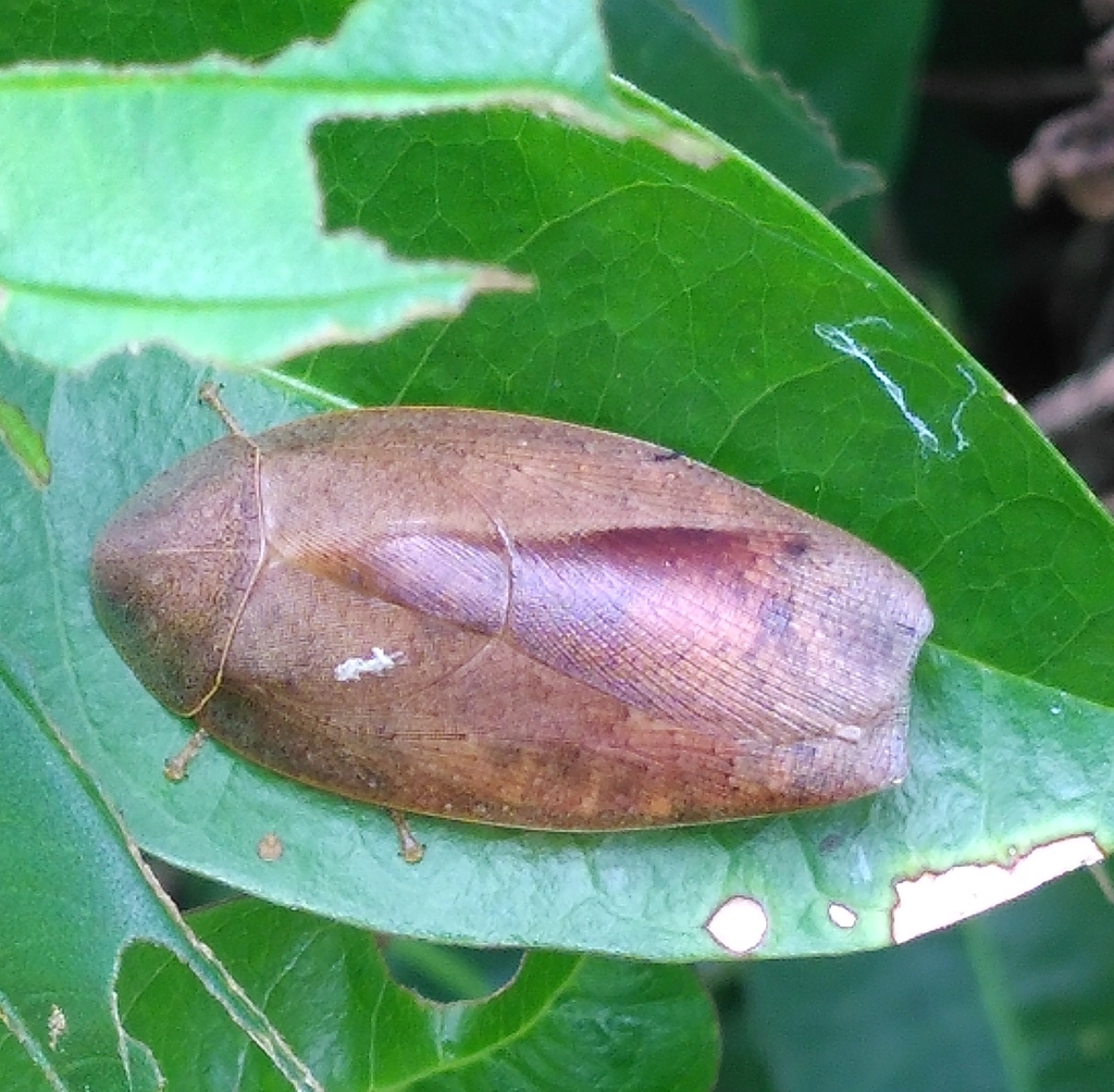 Pseudophoraspis nebulosa