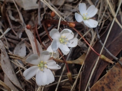Drosera praefolia