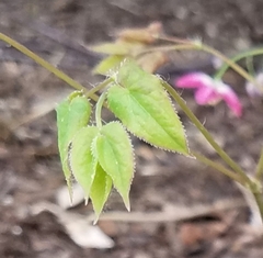 Epimedium × rubrum