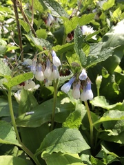 Symphytum × hidcotense