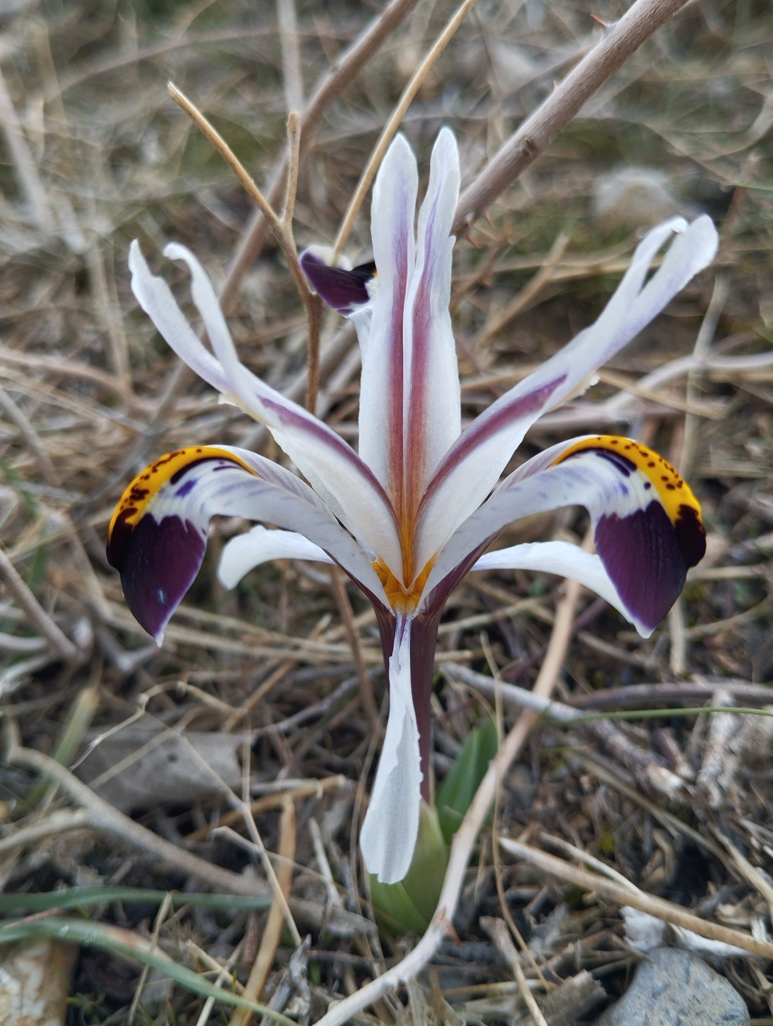 Imagem de Iris-da-praia