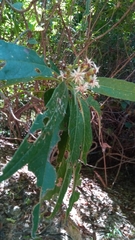 Vernonia kenteocephala