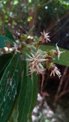Vernonia kenteocephala
