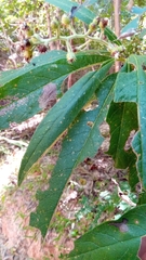 Vernonia kenteocephala
