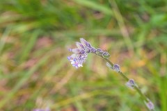 Myosotis discolor