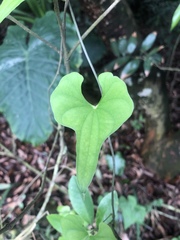 Dioscorea japonica