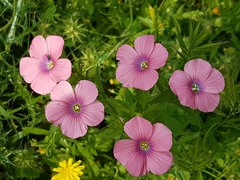 Linum pubescens