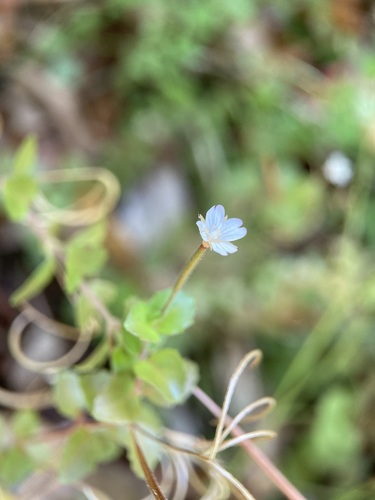 Image of Epilobium rotundifolium by (c) Michael Berardozzi, some rights reserved (CC BY)