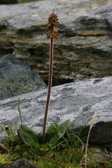 Micranthes hieraciifolia