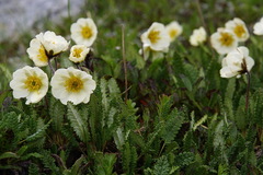 Dryas alaskensis