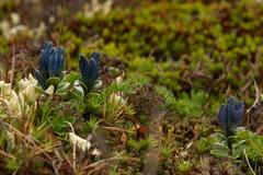 Gentiana glauca